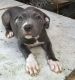 American Pit Bull Terrier Puppies for sale in Marion, SC, USA. price: NA