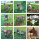 American Pit Bull Terrier Puppies for sale in Wilmington, NC, USA. price: NA