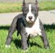American Pit Bull Terrier Puppies for sale in Honolulu, HI, USA. price: $500