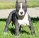 American Pit Bull Terrier Puppies for sale in Boise, ID, USA. price: $500