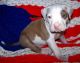American Pit Bull Terrier Puppies for sale in New York, NY, USA. price: NA