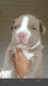 American Pit Bull Terrier Puppies for sale in Chula Vista, CA, USA. price: NA