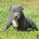 American Pit Bull Terrier Puppies for sale in Huntsville, AL, USA. price: NA