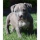 American Pit Bull Terrier Puppies for sale in New York, NY, USA. price: NA