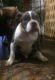 American Pit Bull Terrier Puppies for sale in Worcester, MA, USA. price: NA
