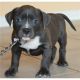 American Pit Bull Terrier Puppies for sale in Alpoca, WV 25882, USA. price: NA