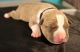 American Pit Bull Terrier Puppies for sale in West Palm Beach, FL, USA. price: $1,400