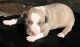 American Pit Bull Terrier Puppies for sale in West Palm Beach, FL, USA. price: $1,400