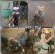 American Pit Bull Terrier Puppies for sale in Newark, NJ, USA. price: $500