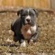 American Pit Bull Terrier Puppies for sale in Withrow, WA 98858, USA. price: NA