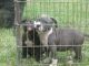 American Pit Bull Terrier Puppies for sale in Withrow, WA 98858, USA. price: NA
