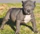 American Pit Bull Terrier Puppies for sale in Beaumont, TX, USA. price: NA