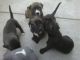 American Pit Bull Terrier Puppies for sale in Santa Clarita, CA, USA. price: NA