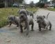 American Pit Bull Terrier Puppies for sale in Yosemite National Park, California, USA. price: NA