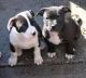 American Pit Bull Terrier Puppies for sale in Yosemite National Park, California, USA. price: NA