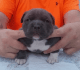 American Pit Bull Terrier Puppies for sale in Sullivan, IL 61951, USA. price: NA