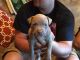 American Pit Bull Terrier Puppies for sale in Summertown, TN 38483, USA. price: $300
