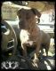 American Pit Bull Terrier Puppies for sale in Paris, TX, USA. price: NA