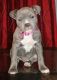 American Pit Bull Terrier Puppies for sale in Jackson, MI, USA. price: NA