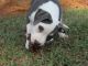 American Pit Bull Terrier Puppies for sale in Perry, GA, USA. price: $800