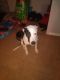 American Pit Bull Terrier Puppies for sale in Willingboro, NJ, USA. price: NA