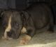 American Pit Bull Terrier Puppies for sale in District Heights, MD 20747, USA. price: NA