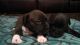 American Pit Bull Terrier Puppies for sale in Coral Springs, FL, USA. price: $1,000