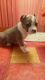 American Pit Bull Terrier Puppies for sale in Bridgeton, NJ 08302, USA. price: $1,000