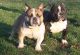 American Pit Bull Terrier Puppies for sale in Hamilton Township, NJ, USA. price: NA