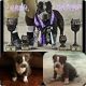 American Pit Bull Terrier Puppies for sale in Sterling, IL 61081, USA. price: $1,500