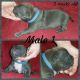 American Pit Bull Terrier Puppies for sale in Stuart, VA 24171, USA. price: NA