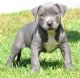 American Pit Bull Terrier Puppies for sale in Fresno, CA, USA. price: NA
