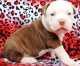 American Pit Bull Terrier Puppies for sale in Fresno, CA, USA. price: NA