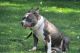 American Pit Bull Terrier Puppies for sale in Perry, NY 14530, USA. price: NA