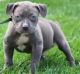 American Pit Bull Terrier Puppies for sale in Arden, DE 19810, USA. price: NA