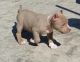 American Pit Bull Terrier Puppies for sale in Boise, ID, USA. price: $600