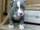 American Pit Bull Terrier Puppies for sale in Arden, DE 19810, USA. price: NA