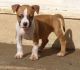 American Pit Bull Terrier Puppies for sale in Bakersfield, CA, USA. price: NA