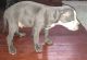 American Pit Bull Terrier Puppies for sale in Calumet City, IL, USA. price: NA
