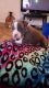 American Pit Bull Terrier Puppies for sale in Lexington, KY, USA. price: $400