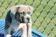 American Pit Bull Terrier Puppies for sale in Warner Robins, GA, USA. price: NA