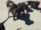American Pit Bull Terrier Puppies for sale in San Bernardino, CA, USA. price: NA