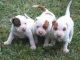 American Pit Bull Terrier Puppies for sale in Concord, CA, USA. price: NA