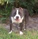American Pit Bull Terrier Puppies for sale in Boca Raton, FL, USA. price: NA