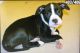 American Pit Bull Terrier Puppies for sale in Nanuet, NY, USA. price: NA