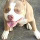 American Pit Bull Terrier Puppies for sale in Pompano Beach, FL, USA. price: $1,500