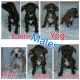 American Pit Bull Terrier Puppies for sale in Provo, UT, USA. price: NA