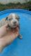 American Pit Bull Terrier Puppies for sale in Savannah, GA, USA. price: NA