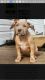 American Pit Bull Terrier Puppies for sale in Gallipolis, OH 45631, USA. price: $1,000