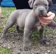 American Pit Bull Terrier Puppies for sale in Daly City, CA, USA. price: NA